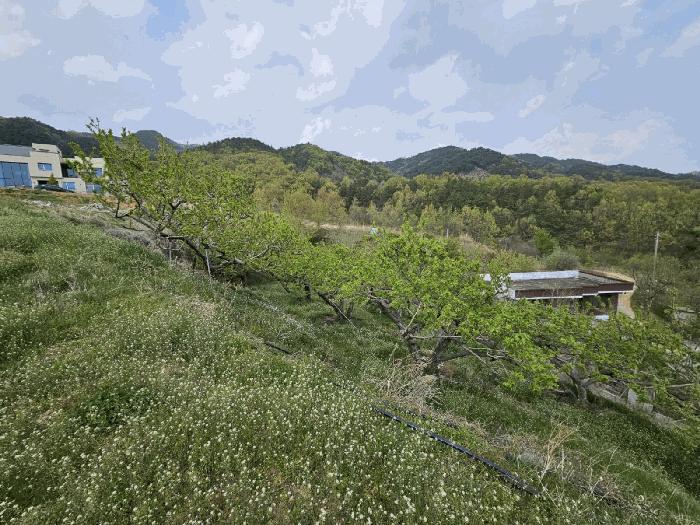경상북도 김천시 양천동 산18 임야 경매 사진 12