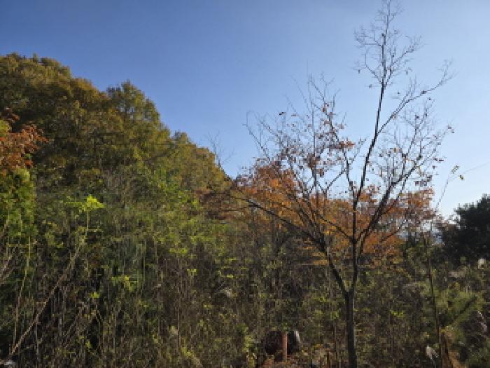 경상북도 청도군 금천면 갈지리 269 전 경매 사진 6