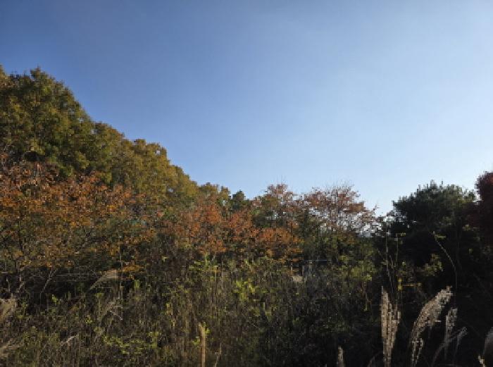 경상북도 청도군 금천면 갈지리 269 전 경매 사진 7