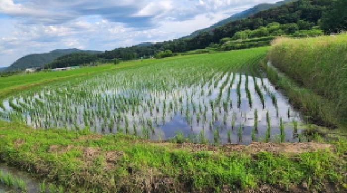 울산광역시 울주군 상북면 거리 251 답 경매 사진 5