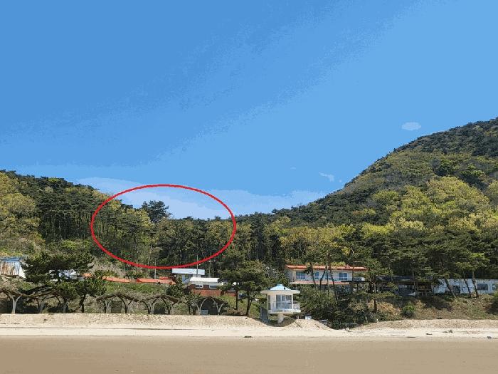 인천광역시 옹진군 자월면 이작리 산231 임야 경매 사진 1