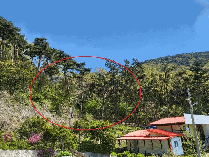 인천광역시 옹진군 자월면 이작리 산231 임야 경매 사진 5