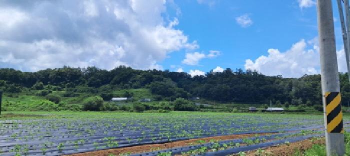 경기도 파주시 적성면 객현리 산100-1 임야 경매 사진 14