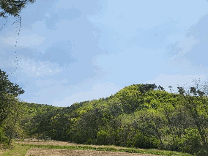경기도 파주시 법원읍 법원리 산62 임야 경매 사진 4