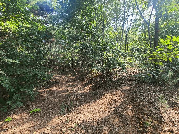 경상남도 함안군 법수면 강주리 산16-2 임야 경매 사진 4