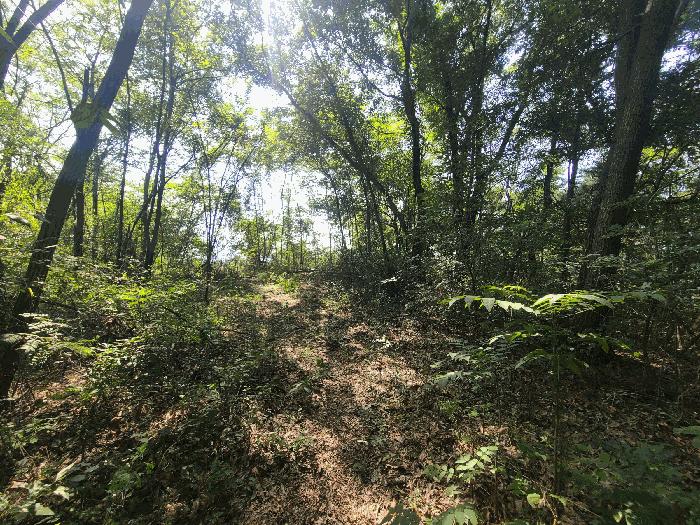 경상남도 함안군 법수면 강주리 산16-3 임야 경매 사진 6