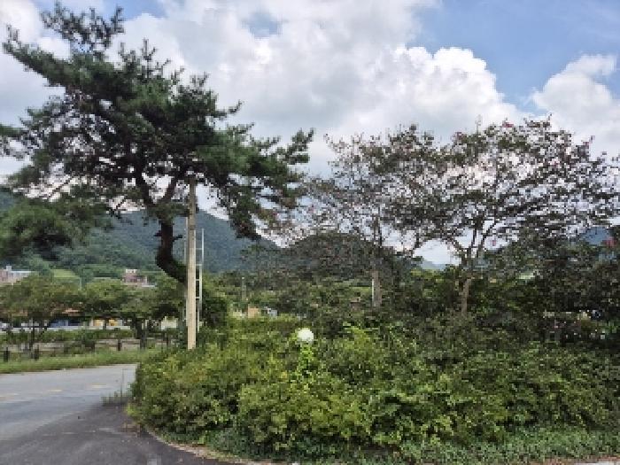 전라남도 장성군 북하면 약수리 334-2 대지 경매 사진 7