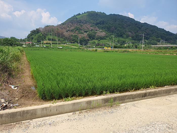 경상남도 김해시 생림면 마사리 1605 답 경매 사진 5