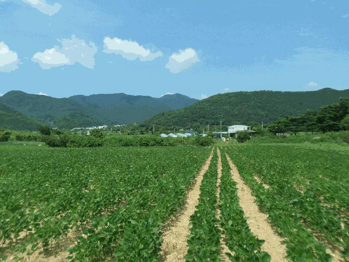 경상북도 청도군 금천면 신지리 35 답 경매 사진 1
