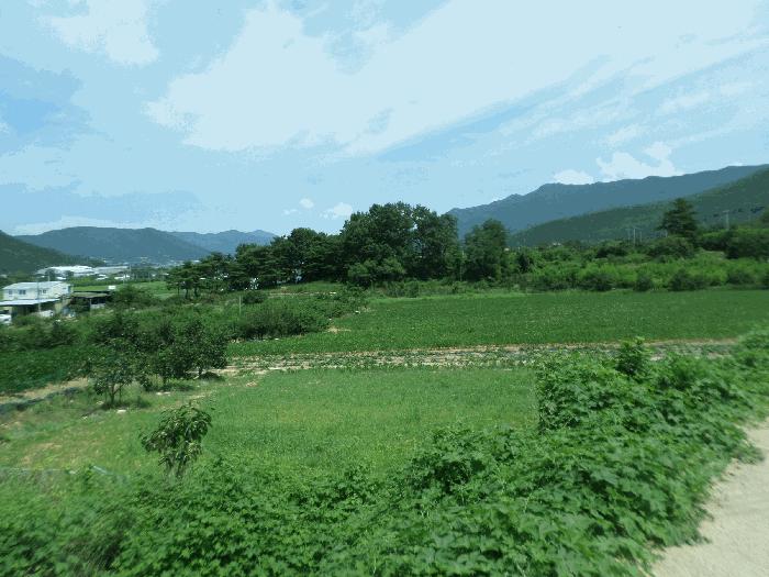 경상북도 청도군 금천면 신지리 35 답 경매 사진 2