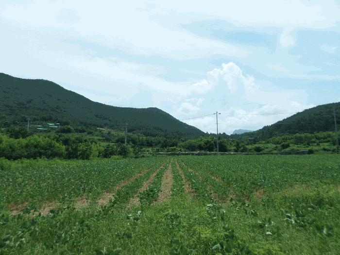 경상북도 청도군 금천면 신지리 35 답 경매 사진 5