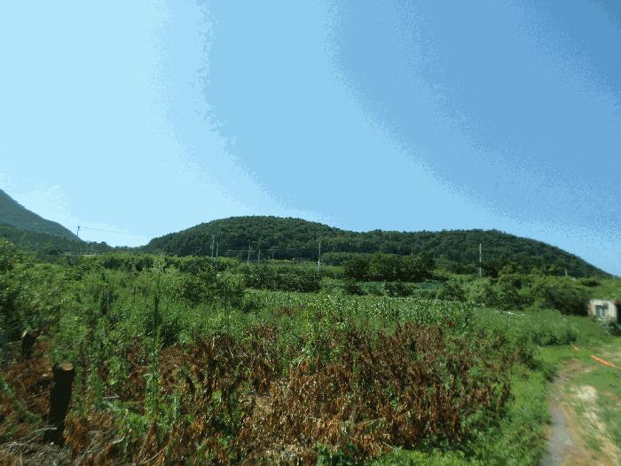 경상북도 청도군 금천면 신지리 35 답 경매 사진 6