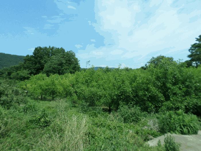 경상북도 청도군 금천면 신지리 35 답 경매 사진 7