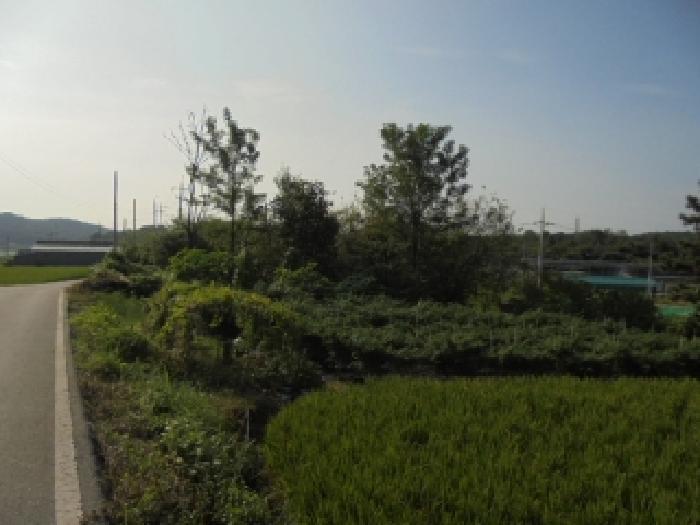 충청남도 부여군 석성면 현내리 631 임야 경매 사진 5