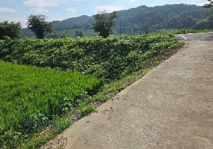 충청남도 아산시 탕정면 동산리 275-2 답 경매 사진 10