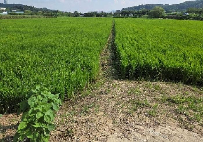 충청남도 아산시 탕정면 동산리 275-2 답 경매 사진 11