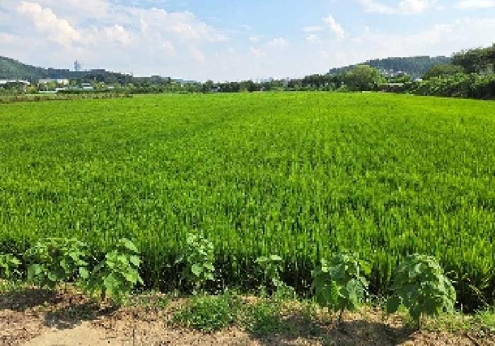 충청남도 아산시 탕정면 동산리 275-2 답 경매 사진 17