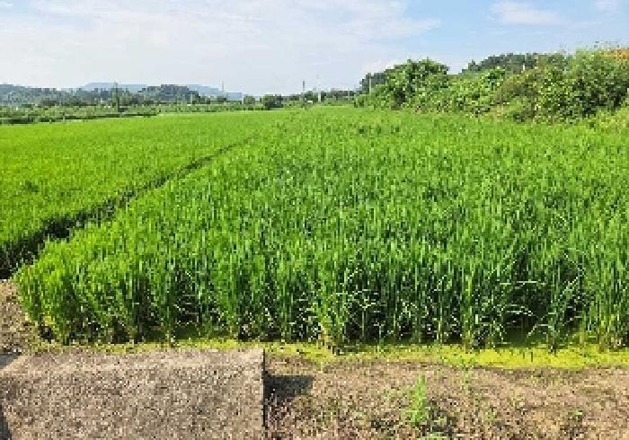 충청남도 아산시 탕정면 동산리 275-2 답 경매 사진 18
