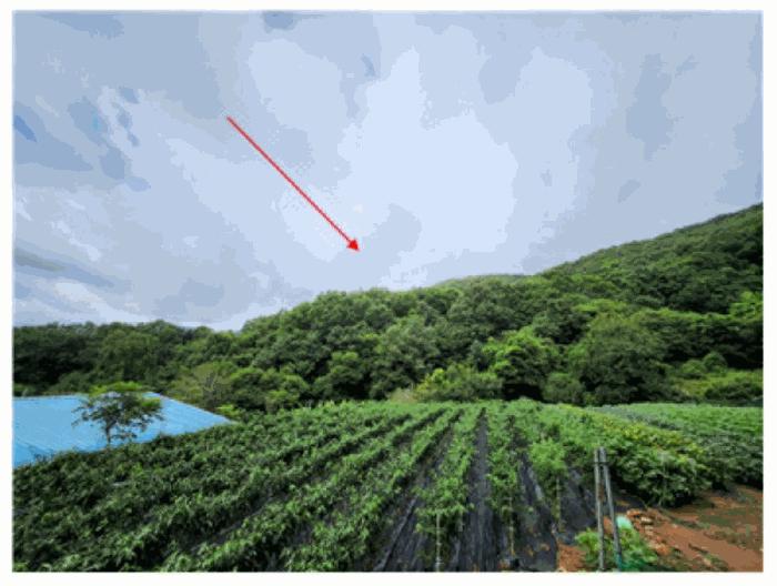 충청남도 아산시 탕정면 동산리 275-2 답 경매 사진 2