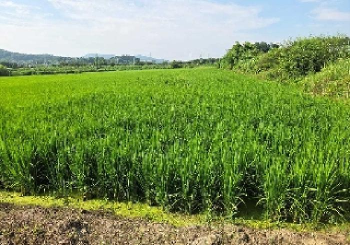 충청남도 아산시 탕정면 동산리 275-2 답 경매 사진 20