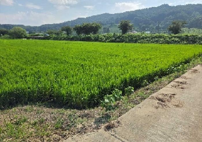 충청남도 아산시 탕정면 동산리 275-2 답 경매 사진 9