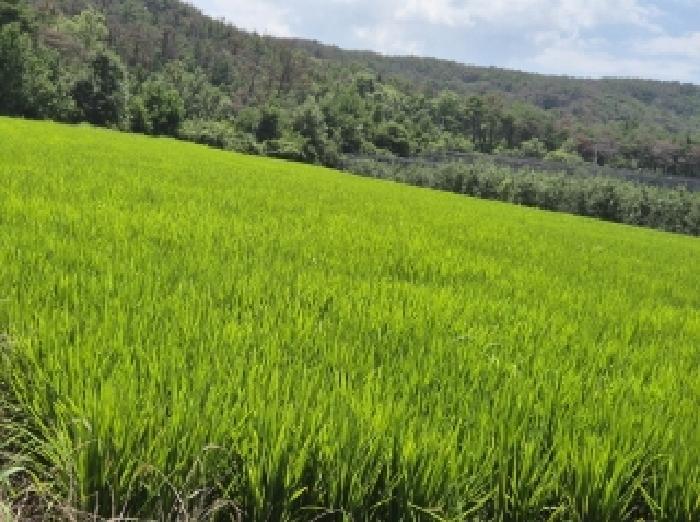 경상북도 포항시 북구 흥해읍 죽천리 153 전 경매 사진 5