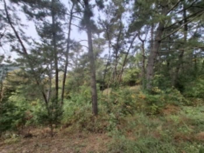 경상남도 남해군 삼동면 지족리 산44-2 임야 경매 사진 15