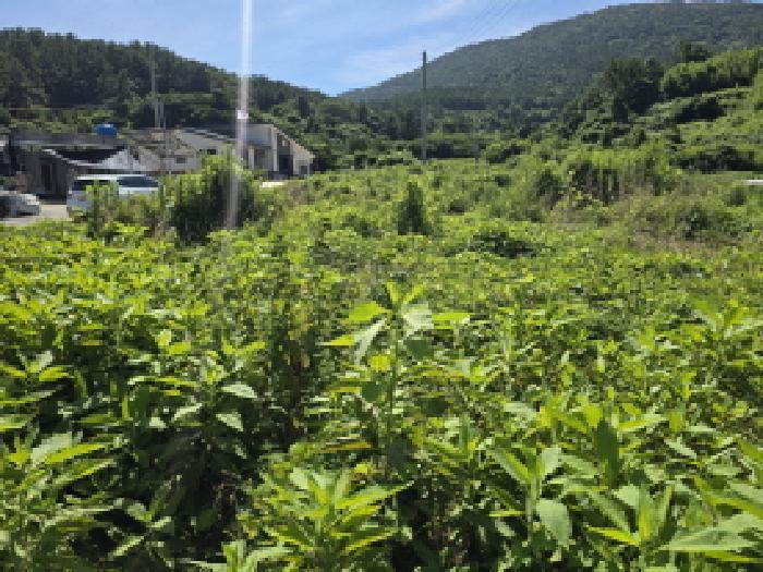 전라남도 완도군 소안면 가학리 119 잡종지 경매 사진 20