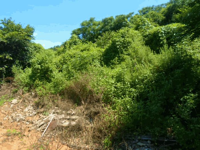 전라남도 해남군 화원면 마산리 159-1 대지 경매 사진 2