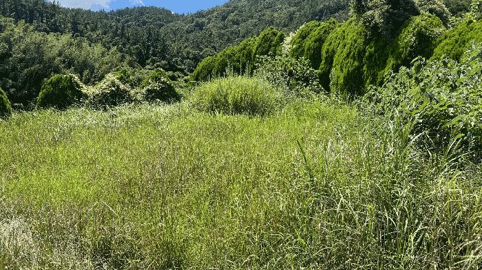 전라남도 진도군 지산면 소포리 861 전 경매 사진 3