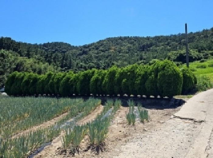 전라남도 진도군 지산면 소포리 861 전 경매 사진 4