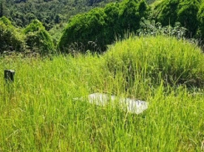 전라남도 진도군 지산면 소포리 861 전 경매 사진 6