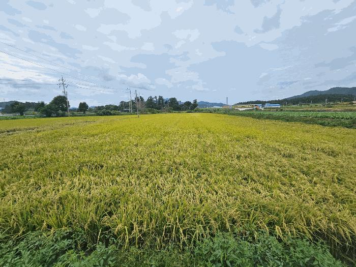 전라남도 해남군 북평면 오산리 1134-6 답 경매 사진 2