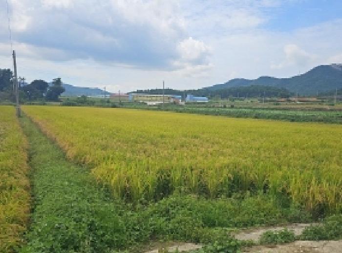 전라남도 해남군 북평면 오산리 1134-6 답 경매 사진 3