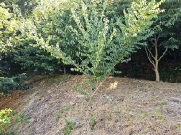 전라남도 해남군 삼산면 원진리 산75-5 임야 경매 사진 18
