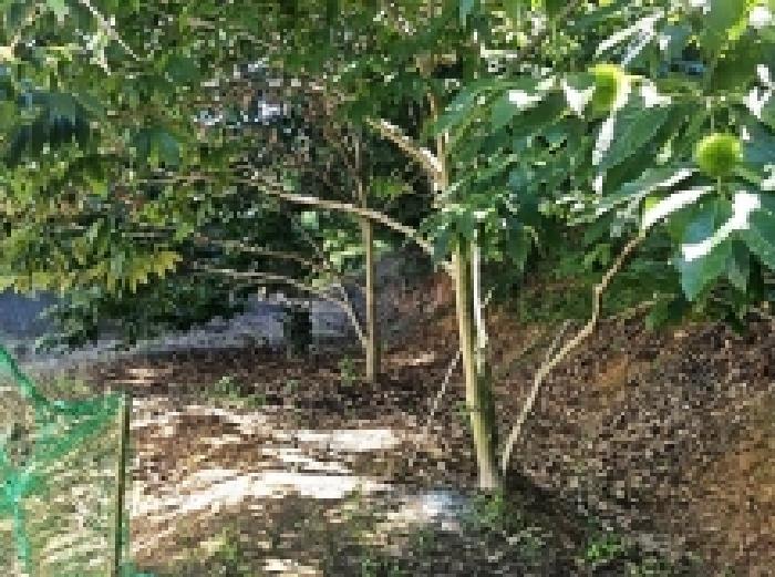 전라남도 해남군 삼산면 원진리 산75-5 임야 경매 사진 20