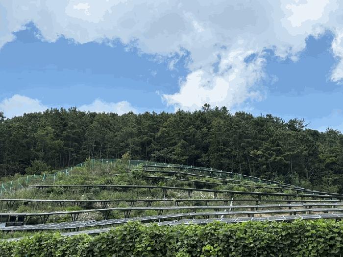 전라남도 해남군 현산면 일평리 산24-2 임야 경매 사진 13