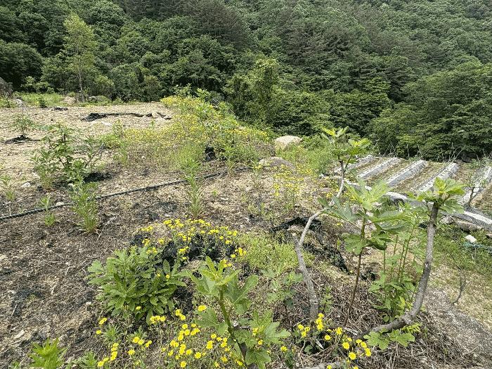 경상남도 하동군 화개면 대성리 272 답 경매 사진 11