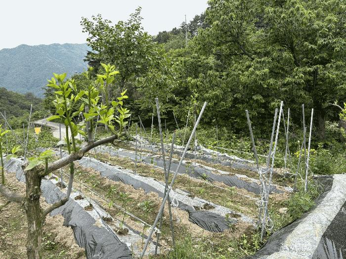 경상남도 하동군 화개면 대성리 272 답 경매 사진 12