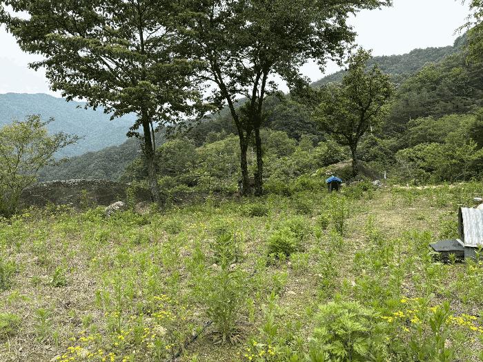 경상남도 하동군 화개면 대성리 272 답 경매 사진 13