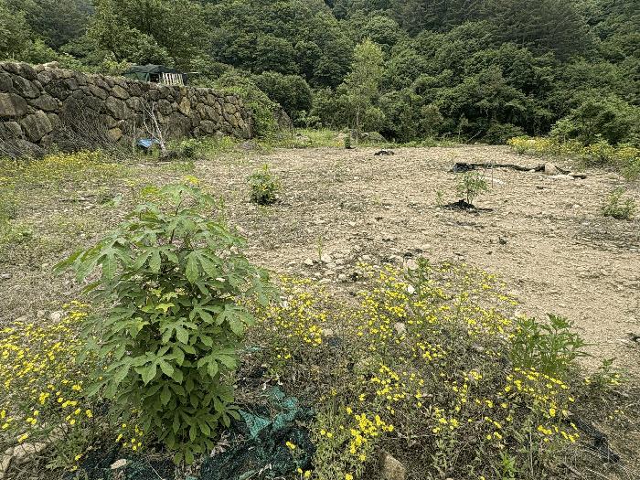 경상남도 하동군 화개면 대성리 272 답 경매 사진 20