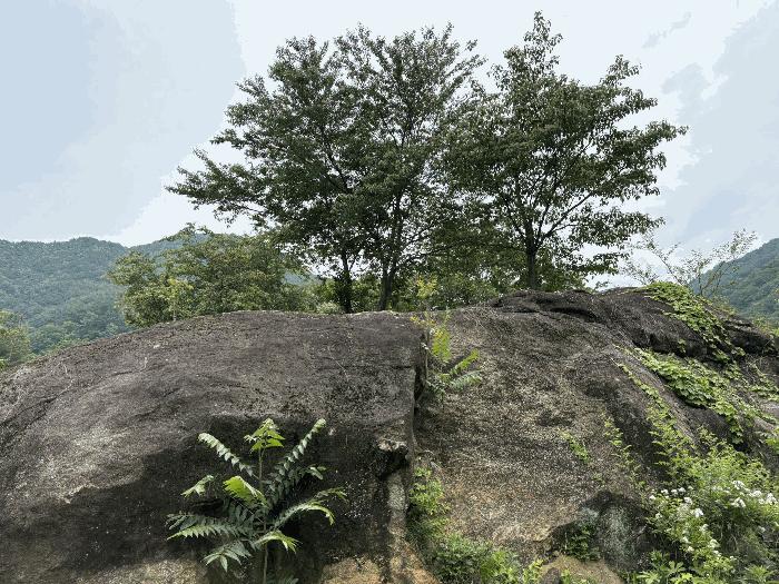 경상남도 하동군 화개면 대성리 272 답 경매 사진 7
