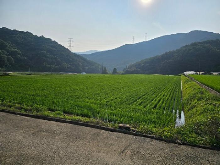 경상남도 산청군 신안면 안봉리 518-1 답 경매 사진 10