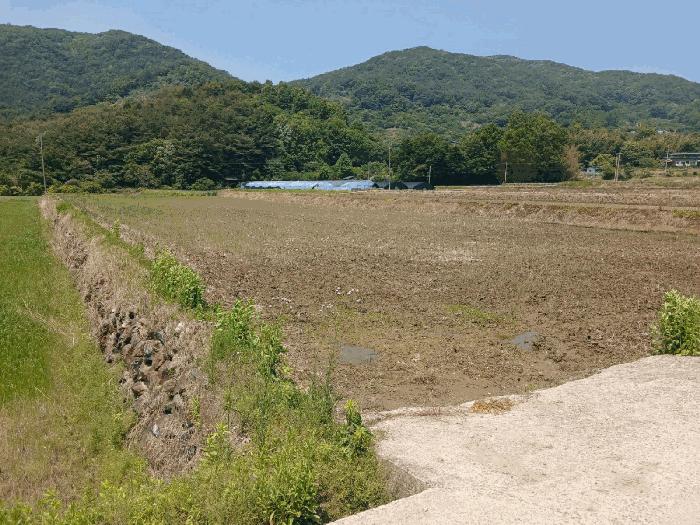 경상남도 산청군 신안면 안봉리 518-1 답 경매 사진 2