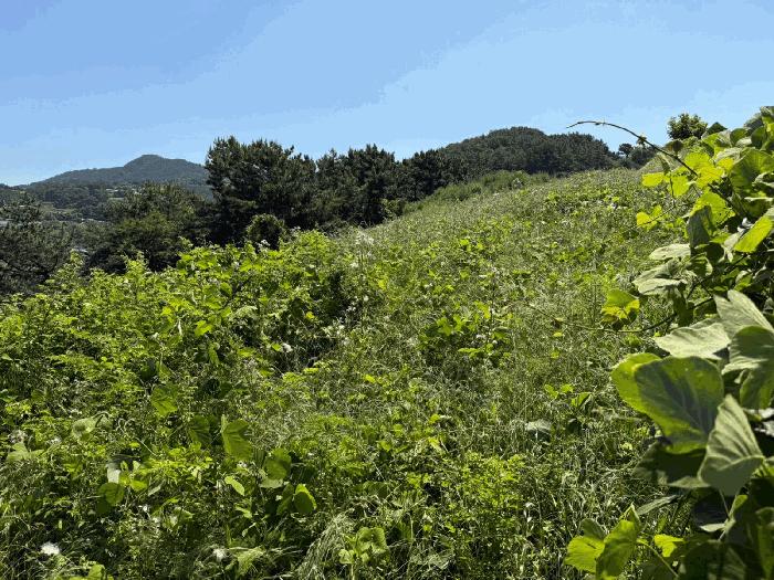 경상남도 남해군 서면 정포리 산133-1 임야 경매 사진 5