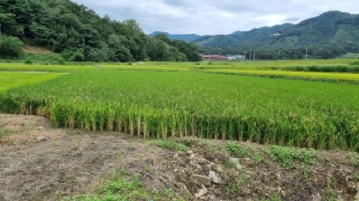 전북특별자치도 장수군 산서면 오성리 1292 답 경매 사진 5
