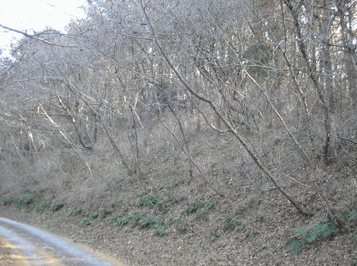 전라남도 여수시 남면 심장리 1029 전 경매 사진 10