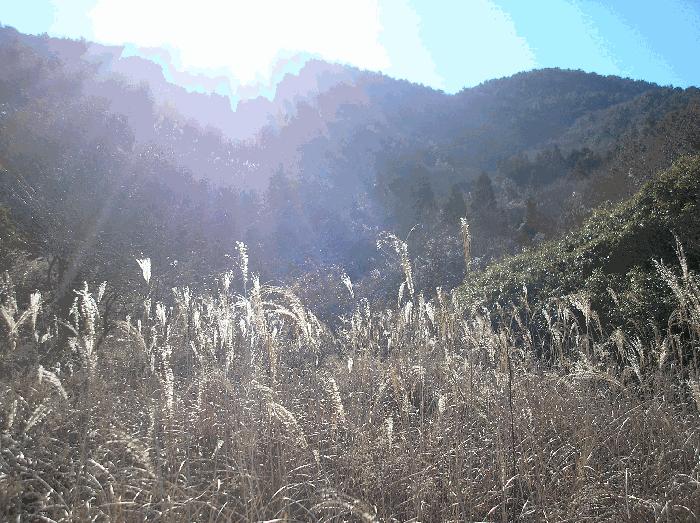 전라남도 여수시 화정면 개도리 411 답 경매 사진 15