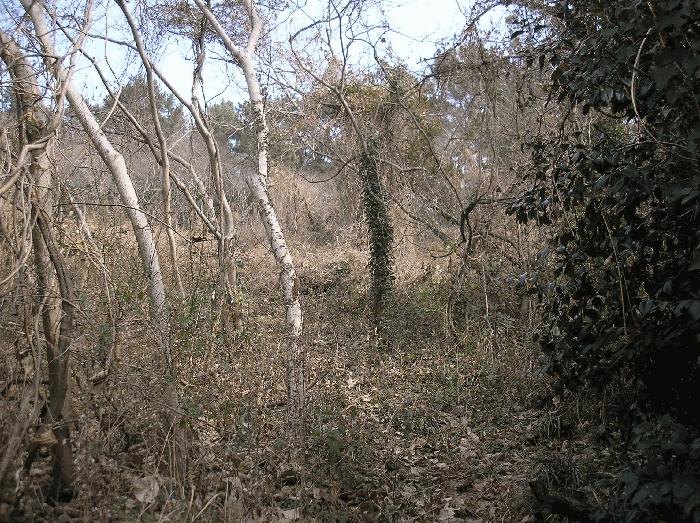 전라남도 여수시 삼산면 서도리 301 전 경매 사진 14