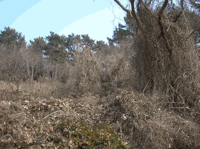 전라남도 여수시 삼산면 서도리 301 전 경매 사진 2